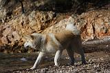 AKITA INU 247